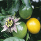 Lilikoi Passion Fruit