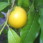 Hawaiian Lilikoi Passion Fruit