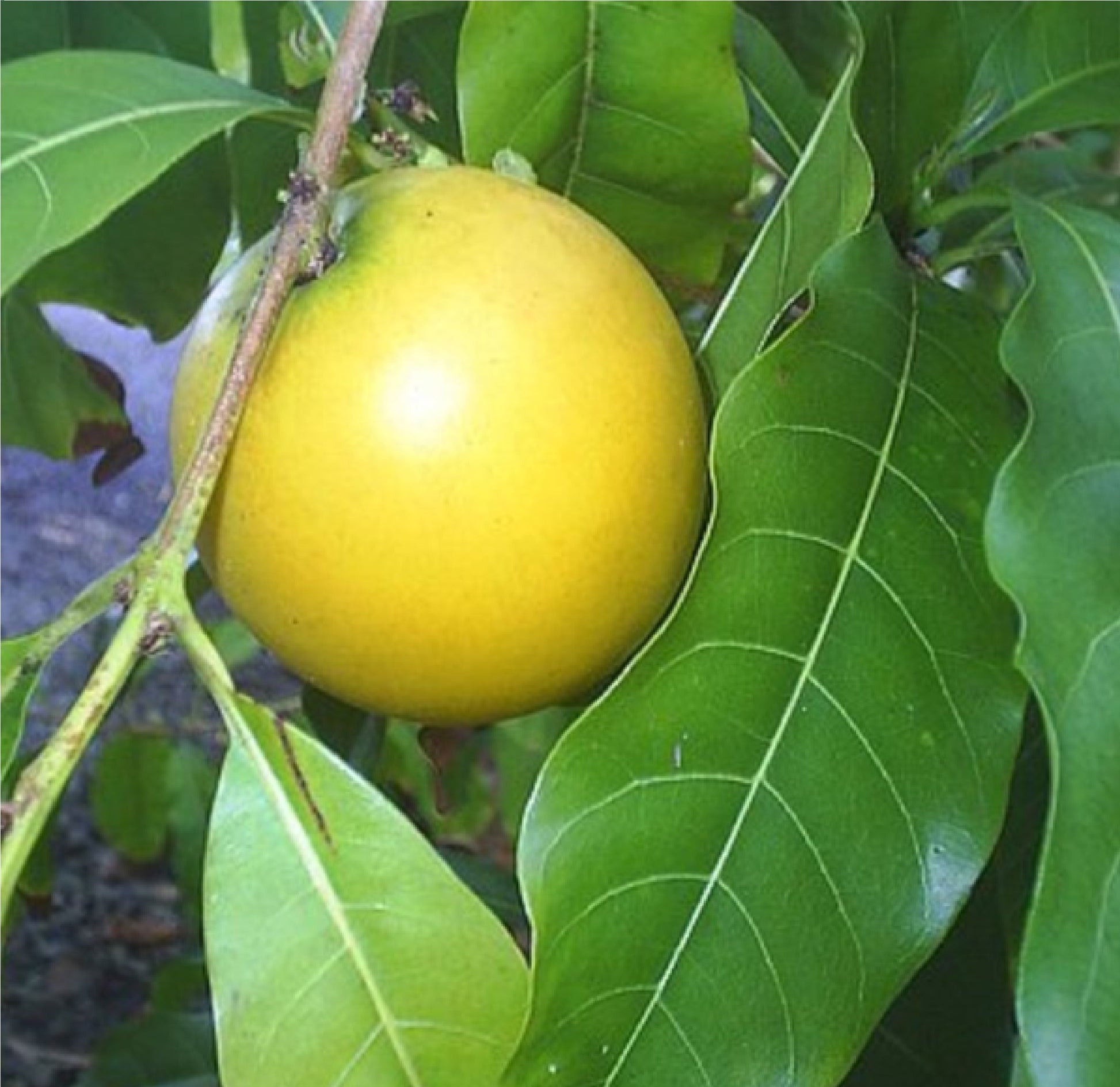 Hawaiian Lilikoi Passion Fruit