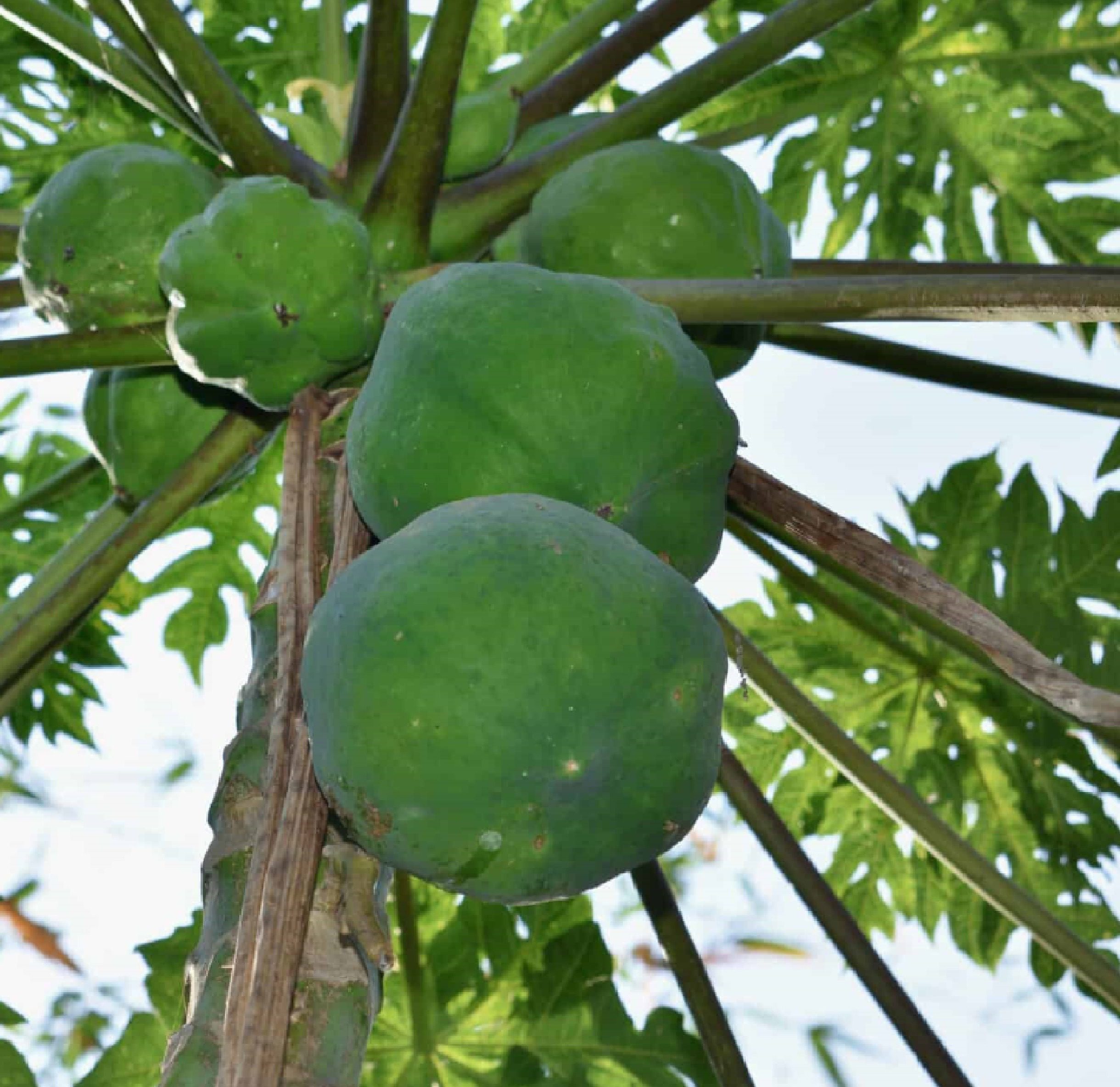 hawaiian Papaya Carica Fruits