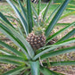 Pineapple Ananas Comosus tropical fruit 