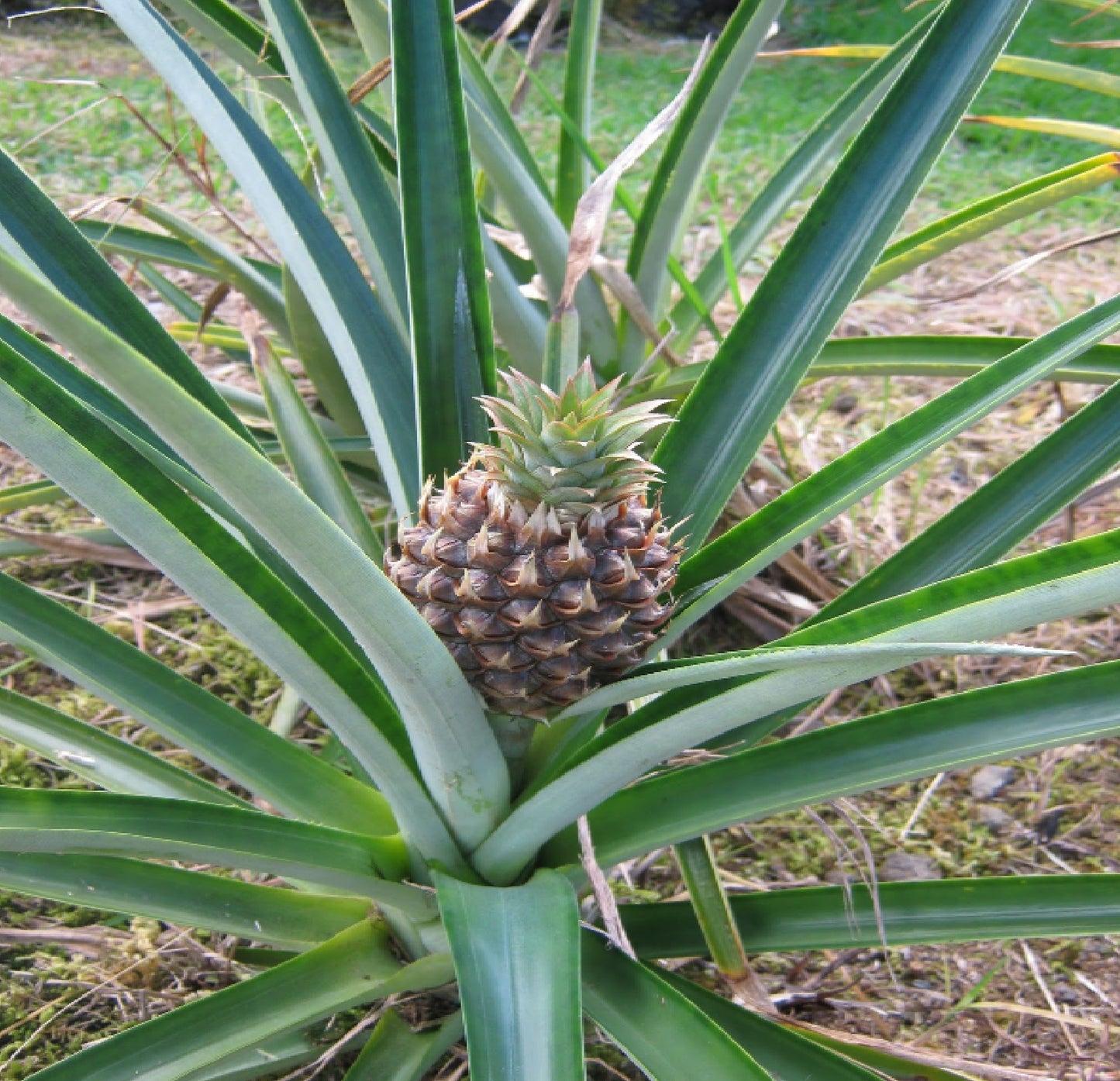 Pineapple Ananas Comosus tropical fruit 