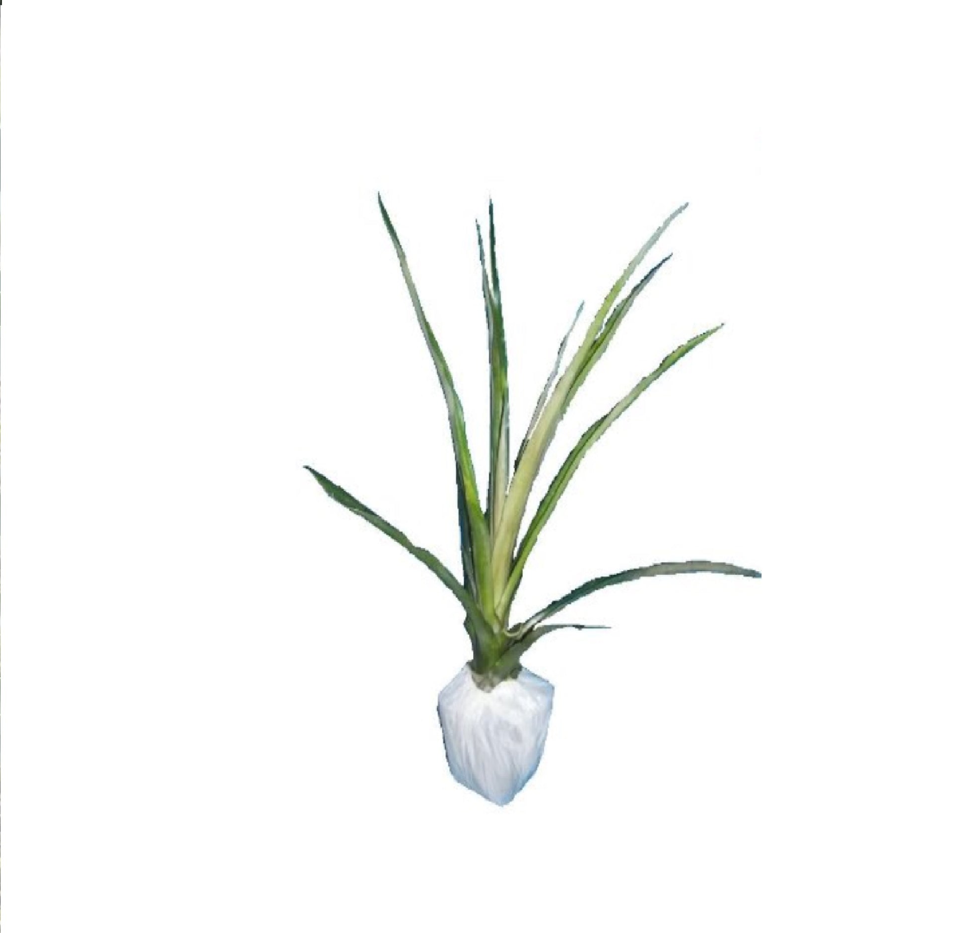 pineapple starter plants