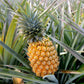 hawaiian pineapple plants