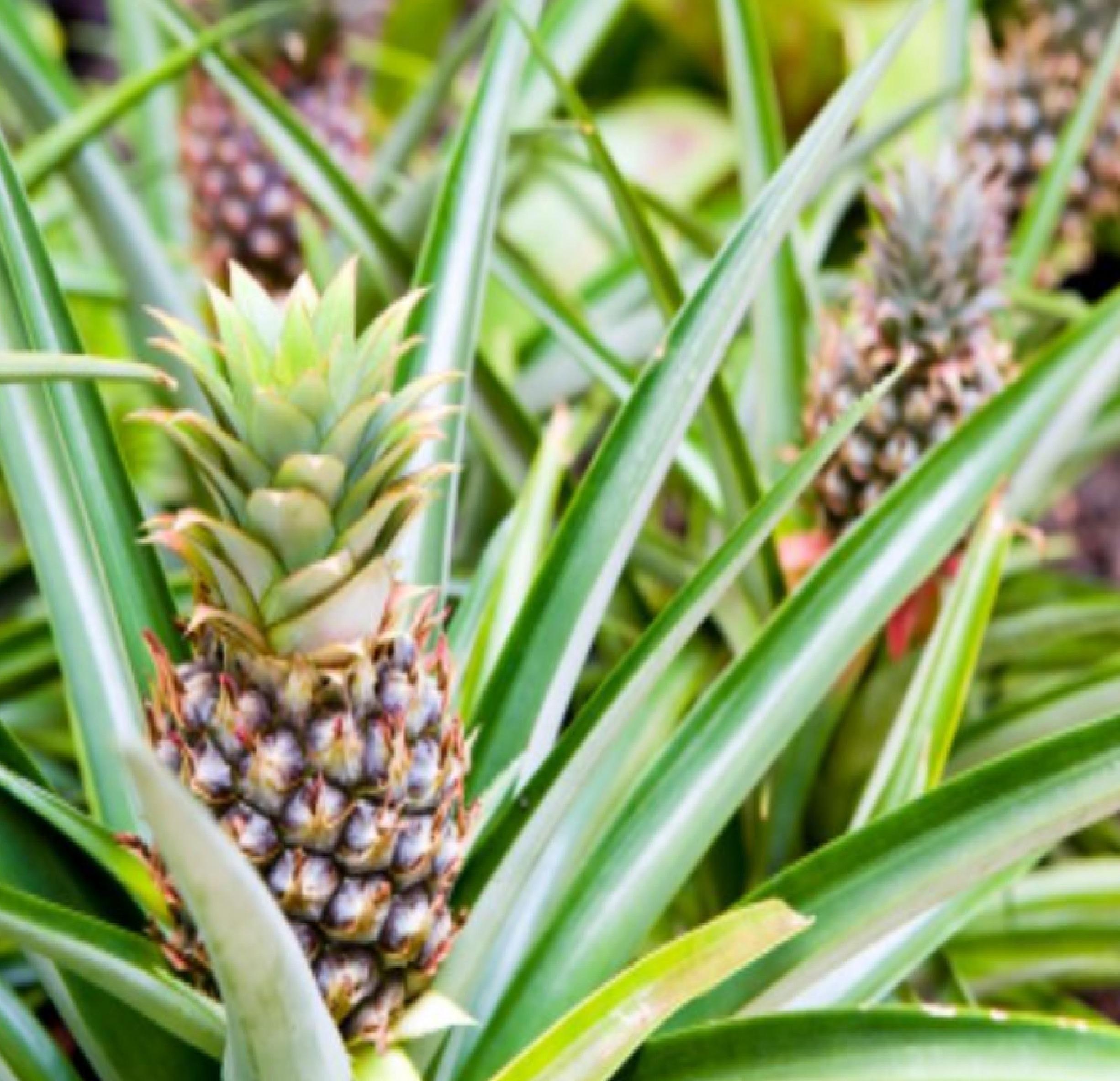 hawaiian pineapple plants