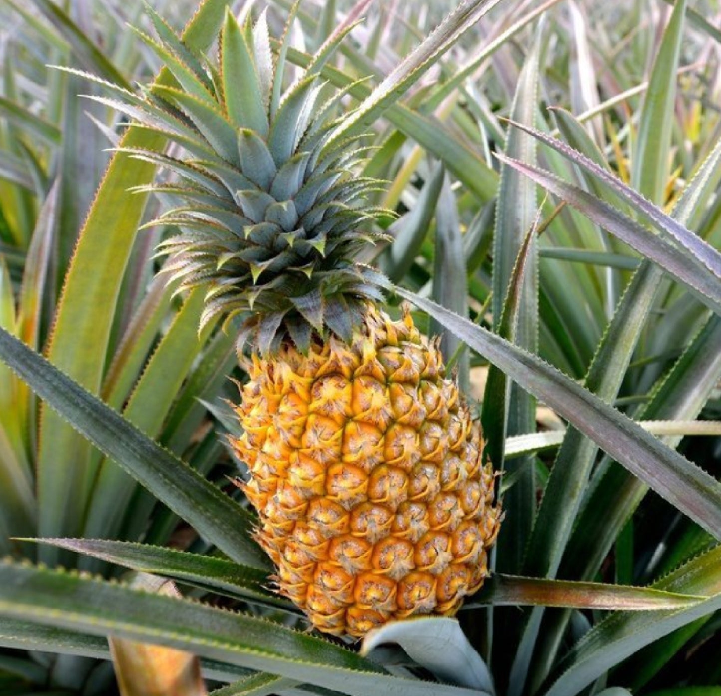 hawaiian pineapple plants
