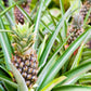 Pineapple Ananas Comosus  plants