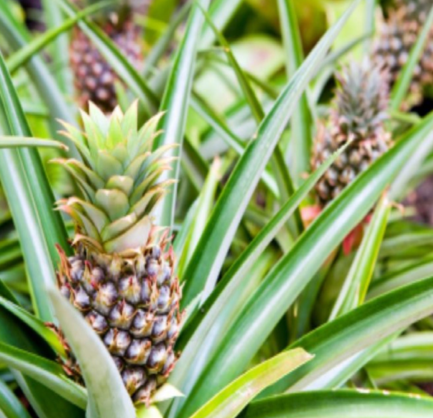 Pineapple Ananas Comosus  plants