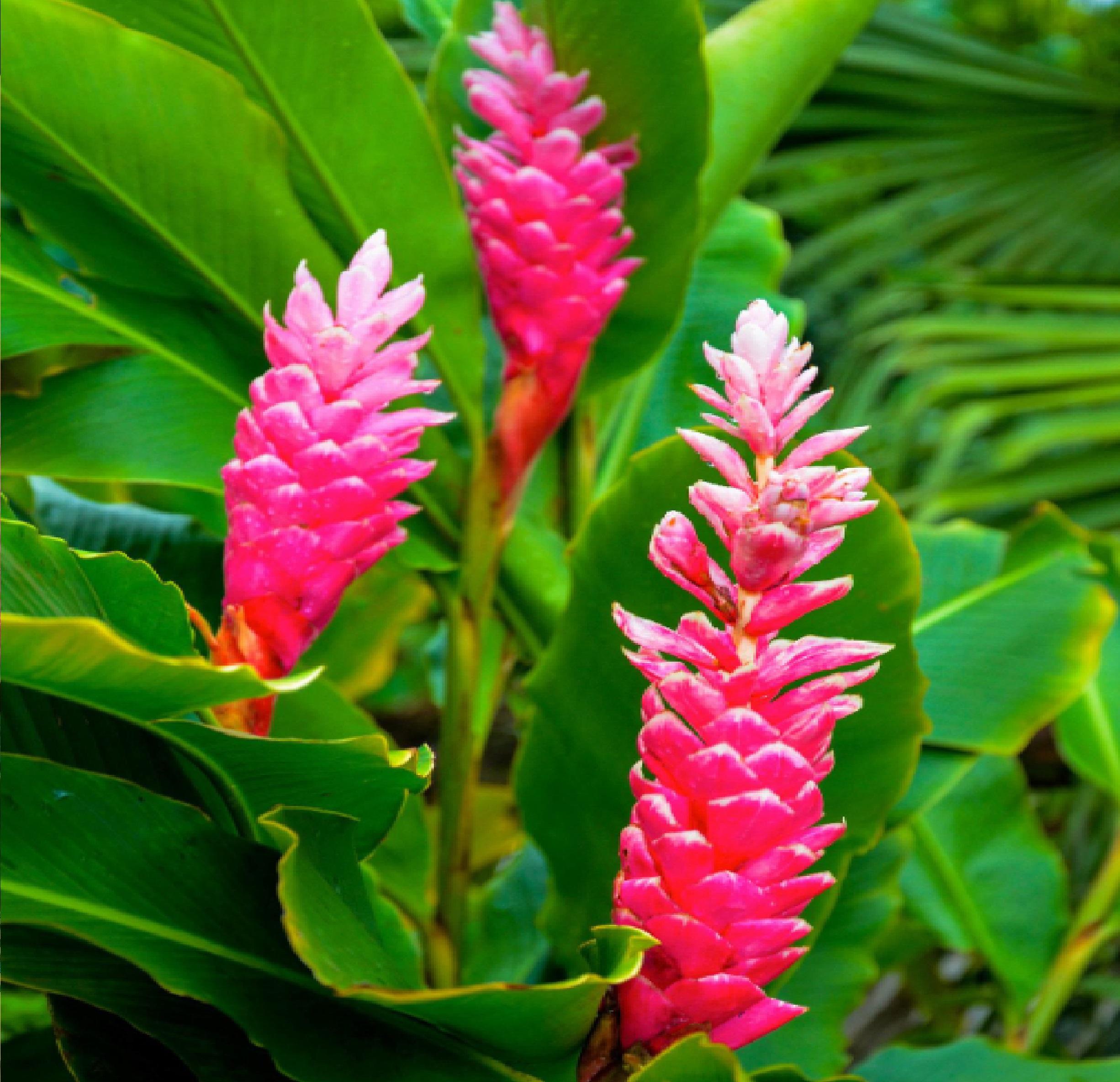 hawaiian Pink ginger Alpinia Purpurata plants