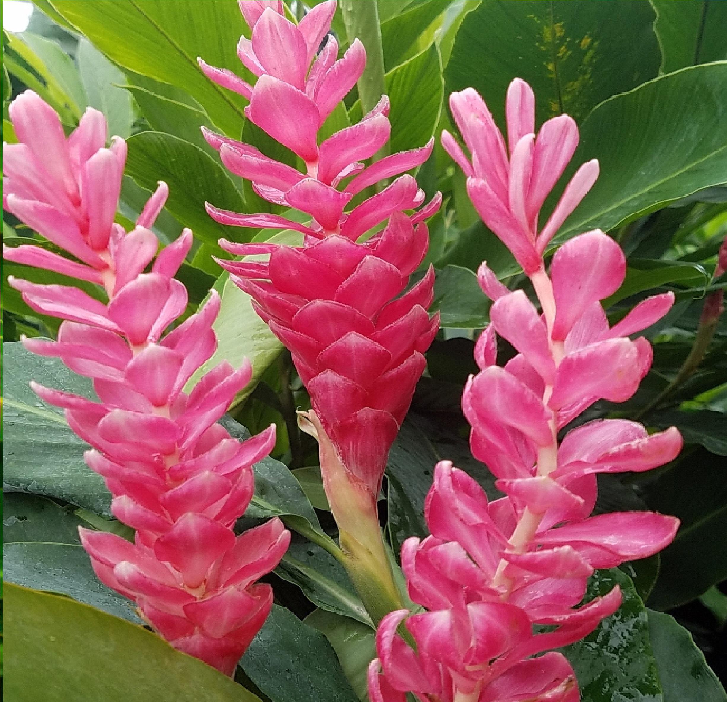 Pink ginger plant flowers