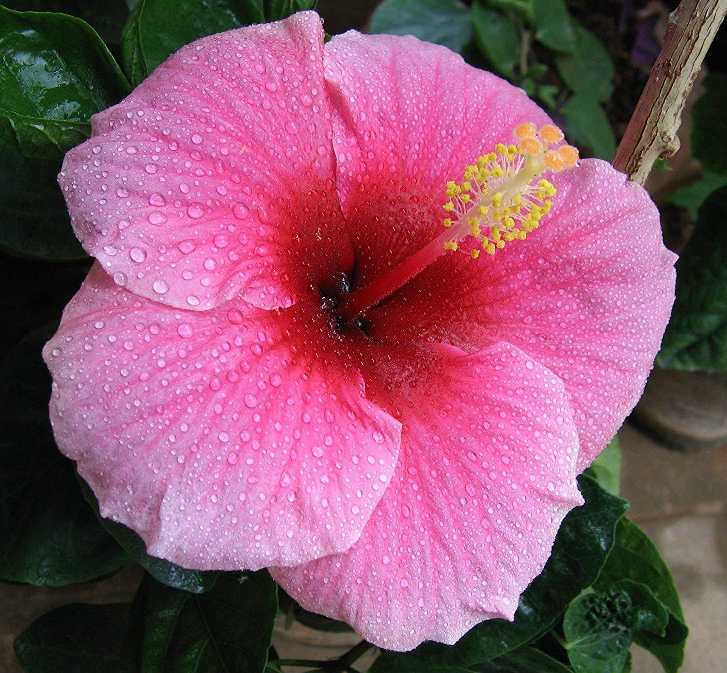 pink hibiscus plant cutting