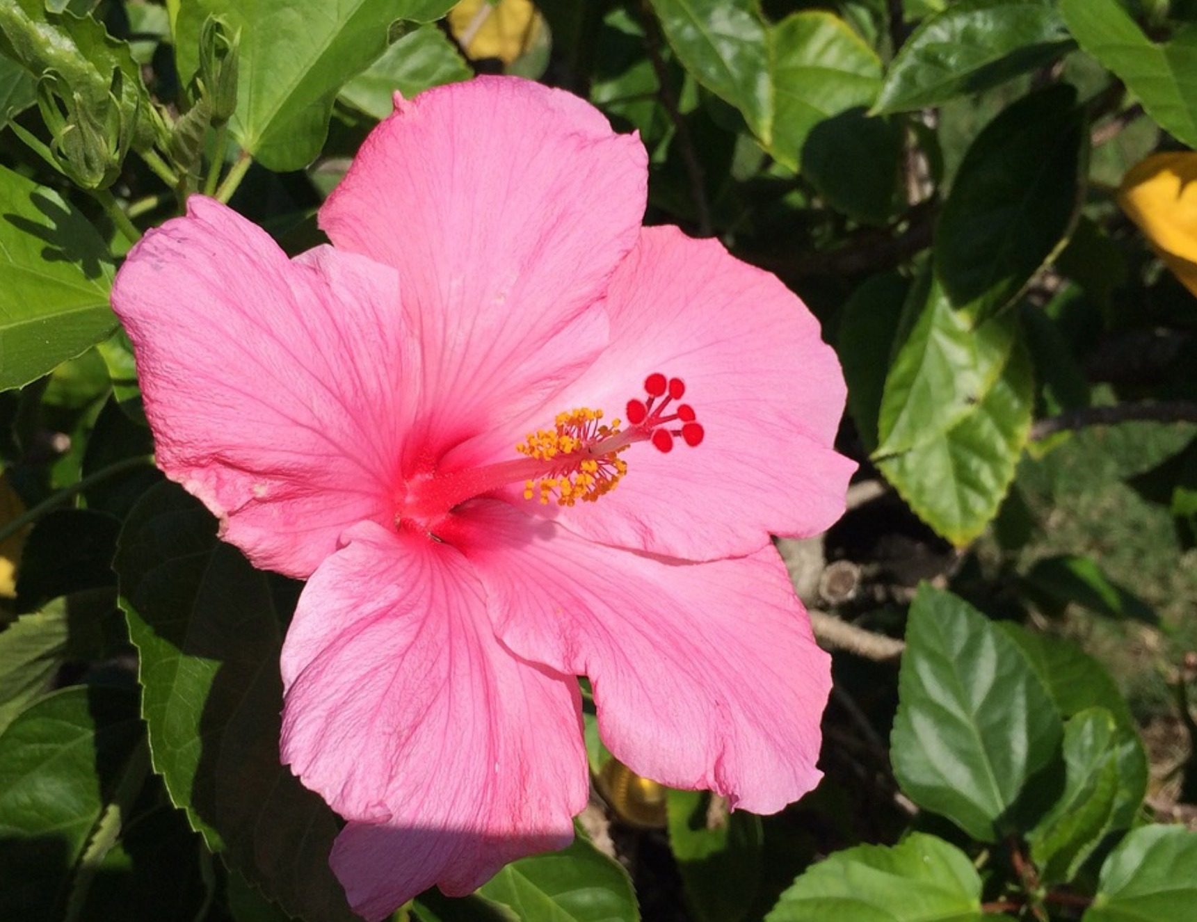 pink hibiscus flower plant