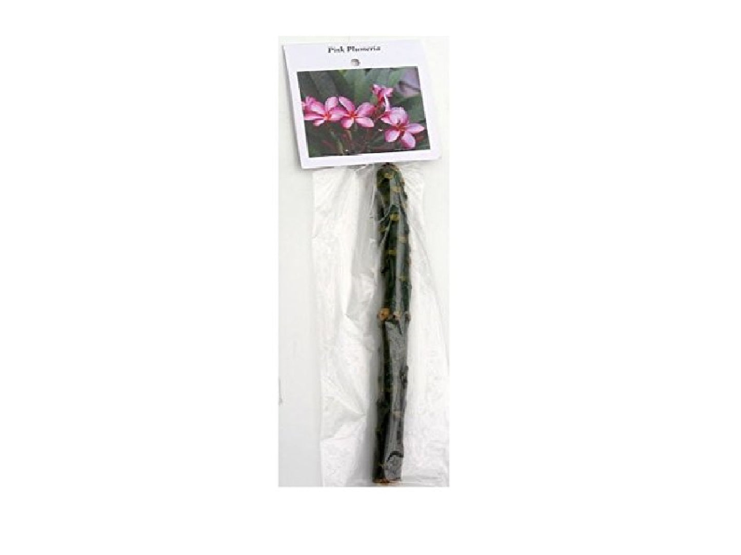 Hawaiian Plumeria Plant Cuttings 4 Pack