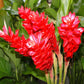 Red Ginger Alpinia Purpurata tropical plant flowers