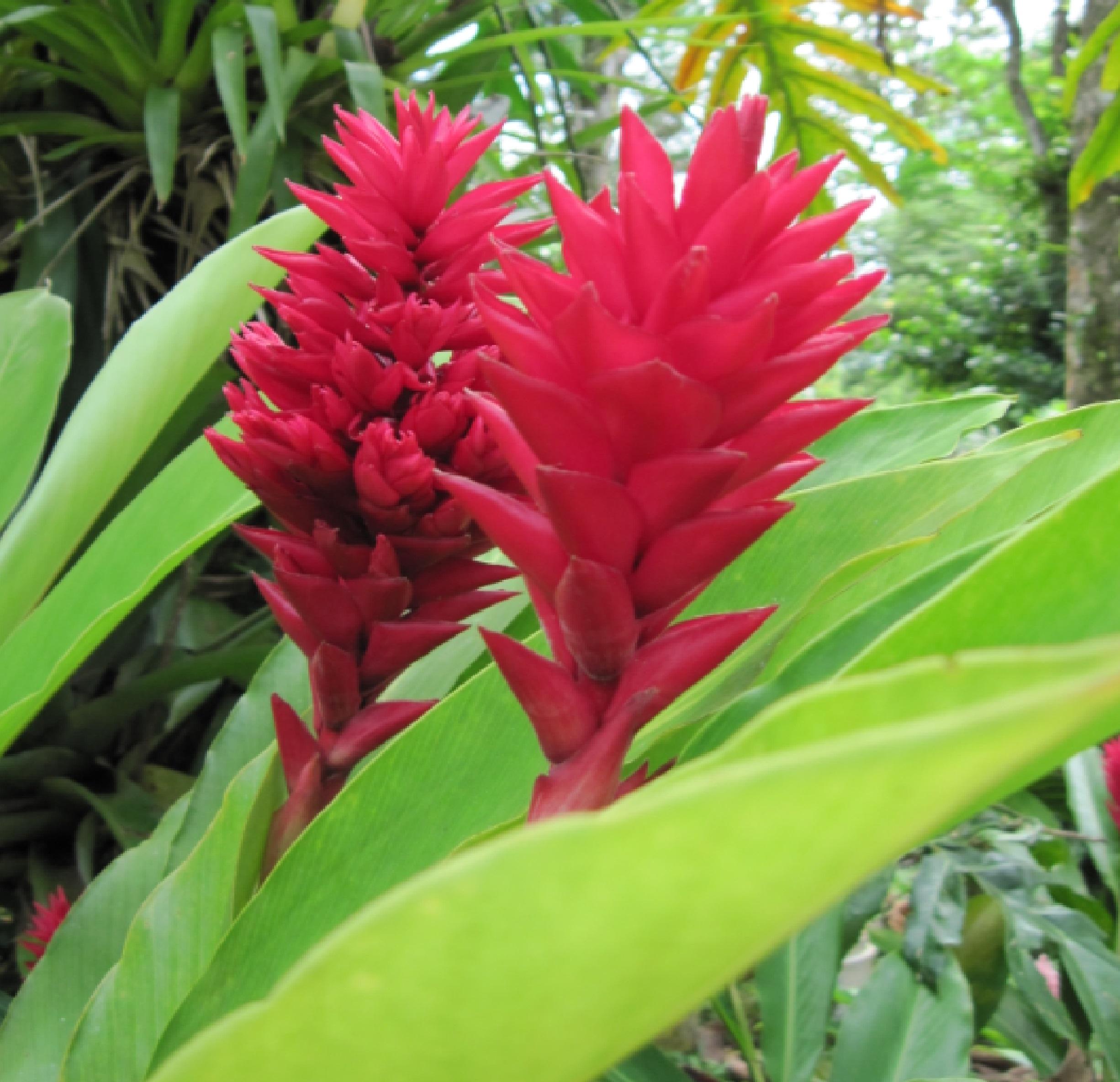 Red Ginger Alpinia Purpurata tropical plant flowers