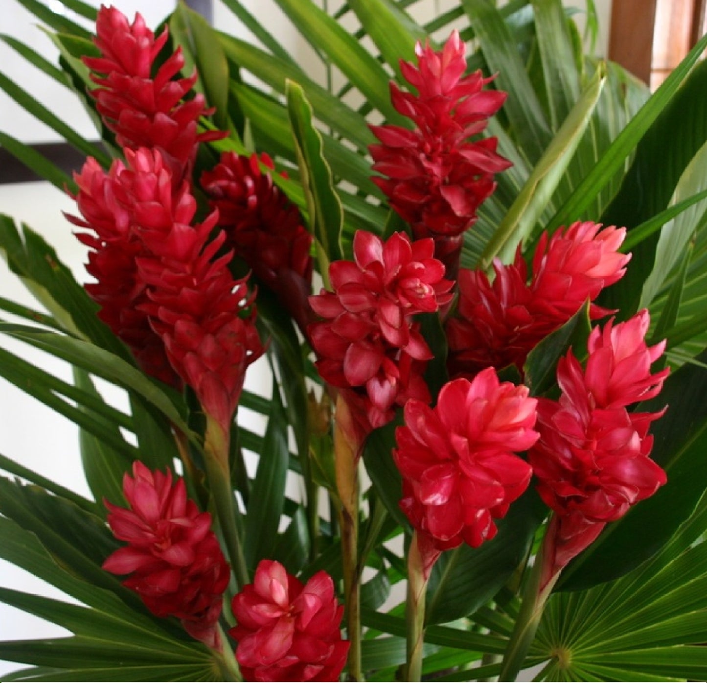 Red Ginger Alpinia Purpurata ginger plants