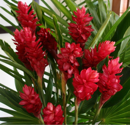 Red Ginger Alpinia Purpurata ginger plants