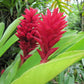 red ginger flower plant hawaii