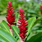 Red Ginger