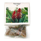 Red Ginger Alpinia Purpurata plant roots