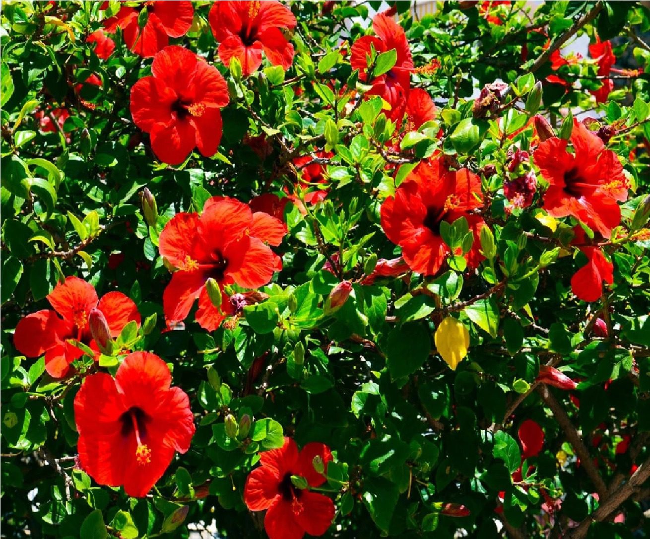 red hibiscus plant cutting