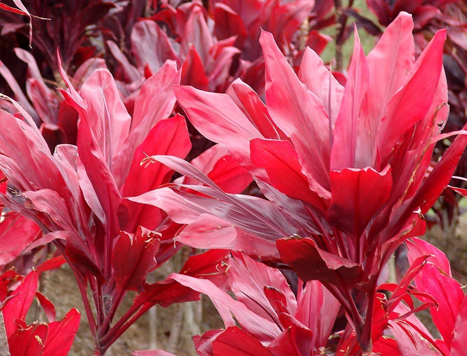 Red Cordyline Fruticosa Ti Leaf Plants 