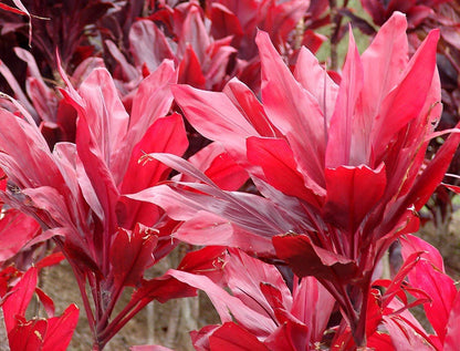 Red Cordyline Fruticosa Ti Leaf Plants 