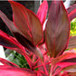 Red Ti Leaf Plants