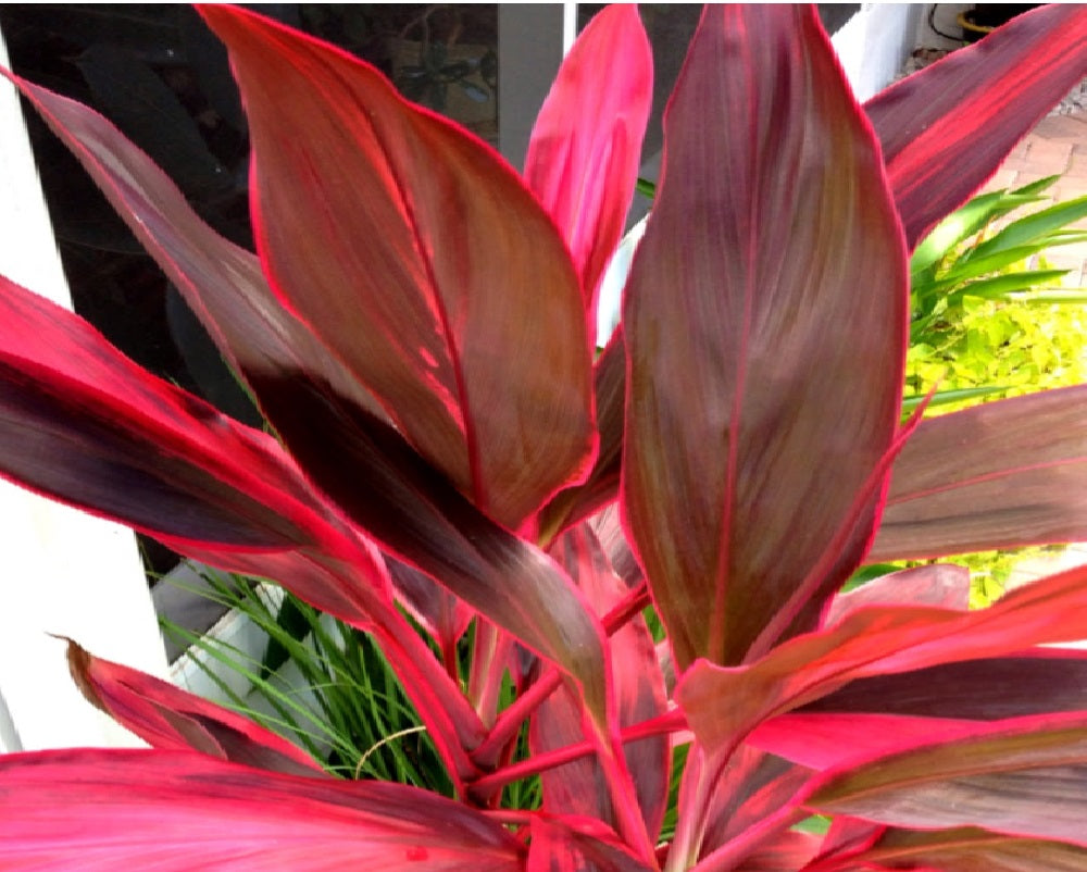 Red Ti Leaf Plants