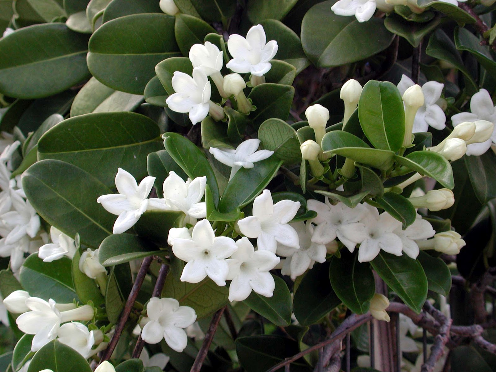 stephanotis jasmine plant