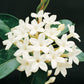 Stephanotis Floribunda Madagascar Jasmine flowers