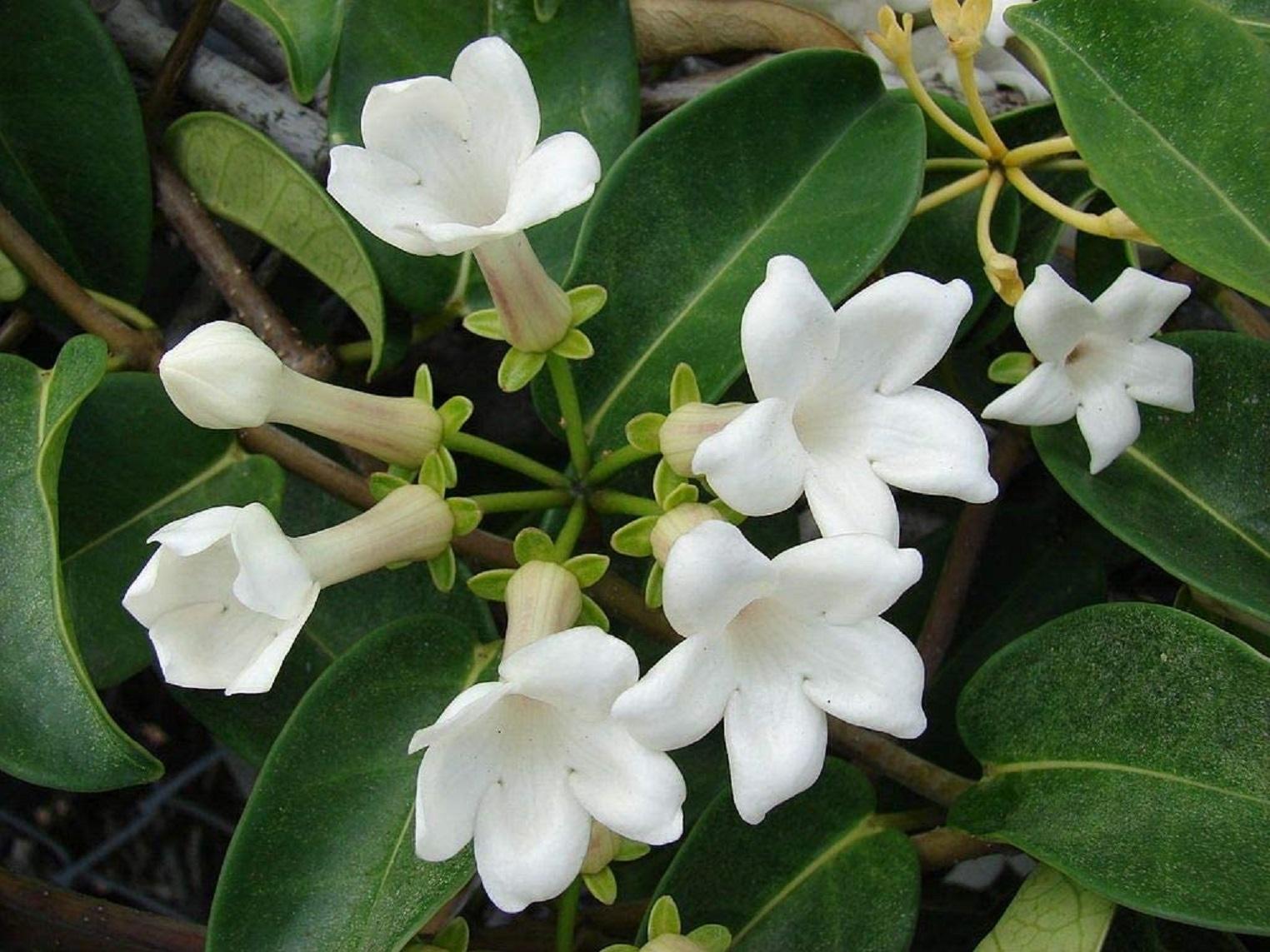 Stephanotis Floribunda Madagascar Jasmine flowers