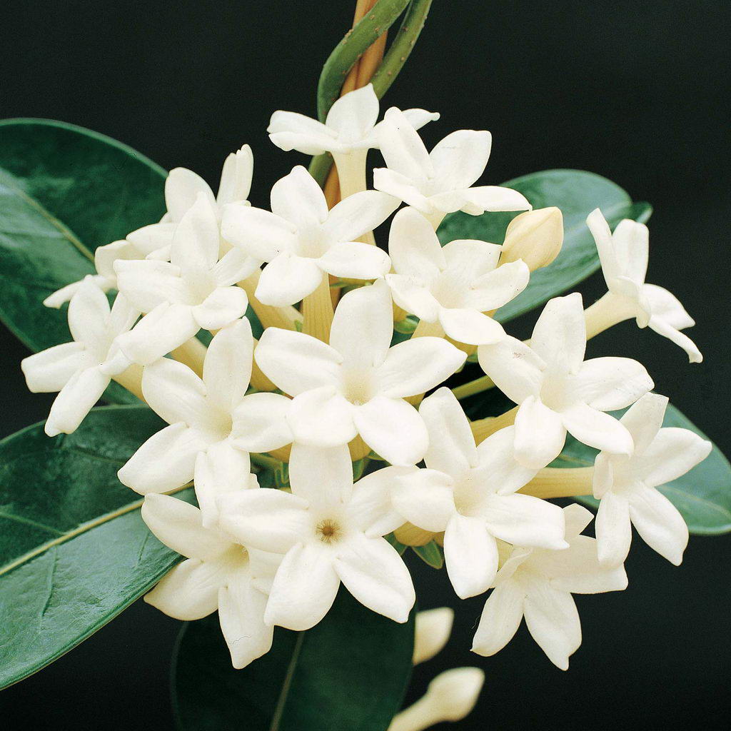 Stephanotis Floribunda Madagascar Jasmine flowers