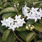 hawaiian Stephanotis Floribunda Madagascar Jasmine plants