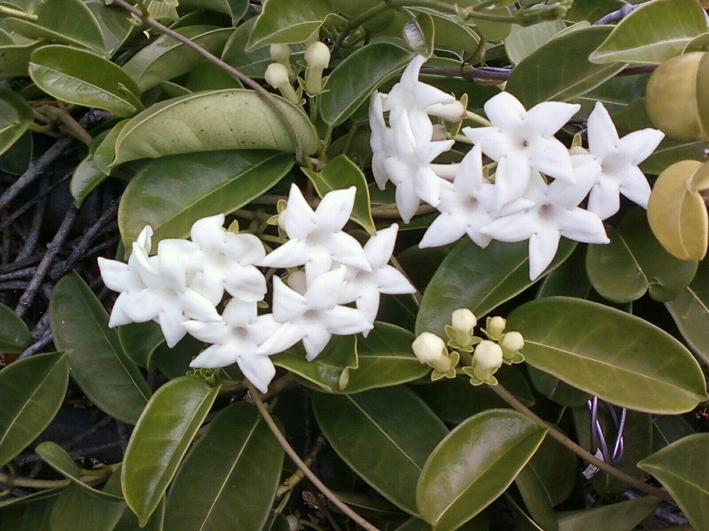 hawaiian Stephanotis Floribunda Madagascar Jasmine plants