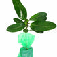 stephanotis jasmine starter plant