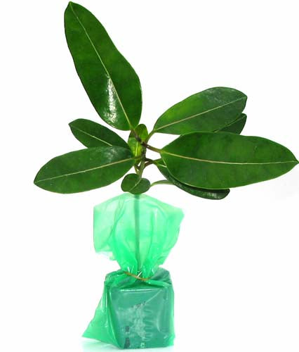 stephanotis jasmine starter plant