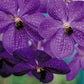 Strap Leaf Vanda Orchid Plants