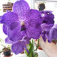 Vanda Orchid