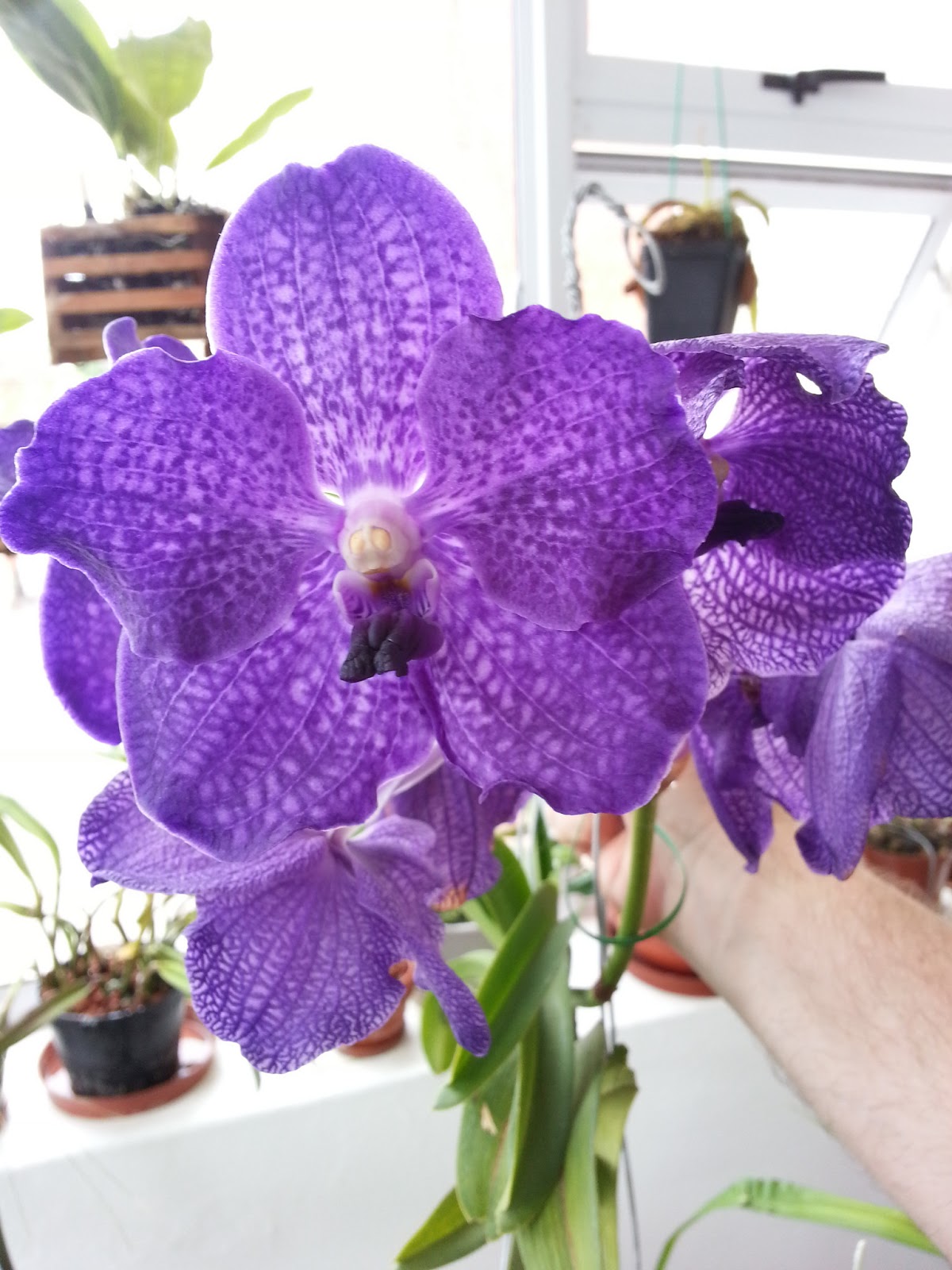 Vanda Orchid