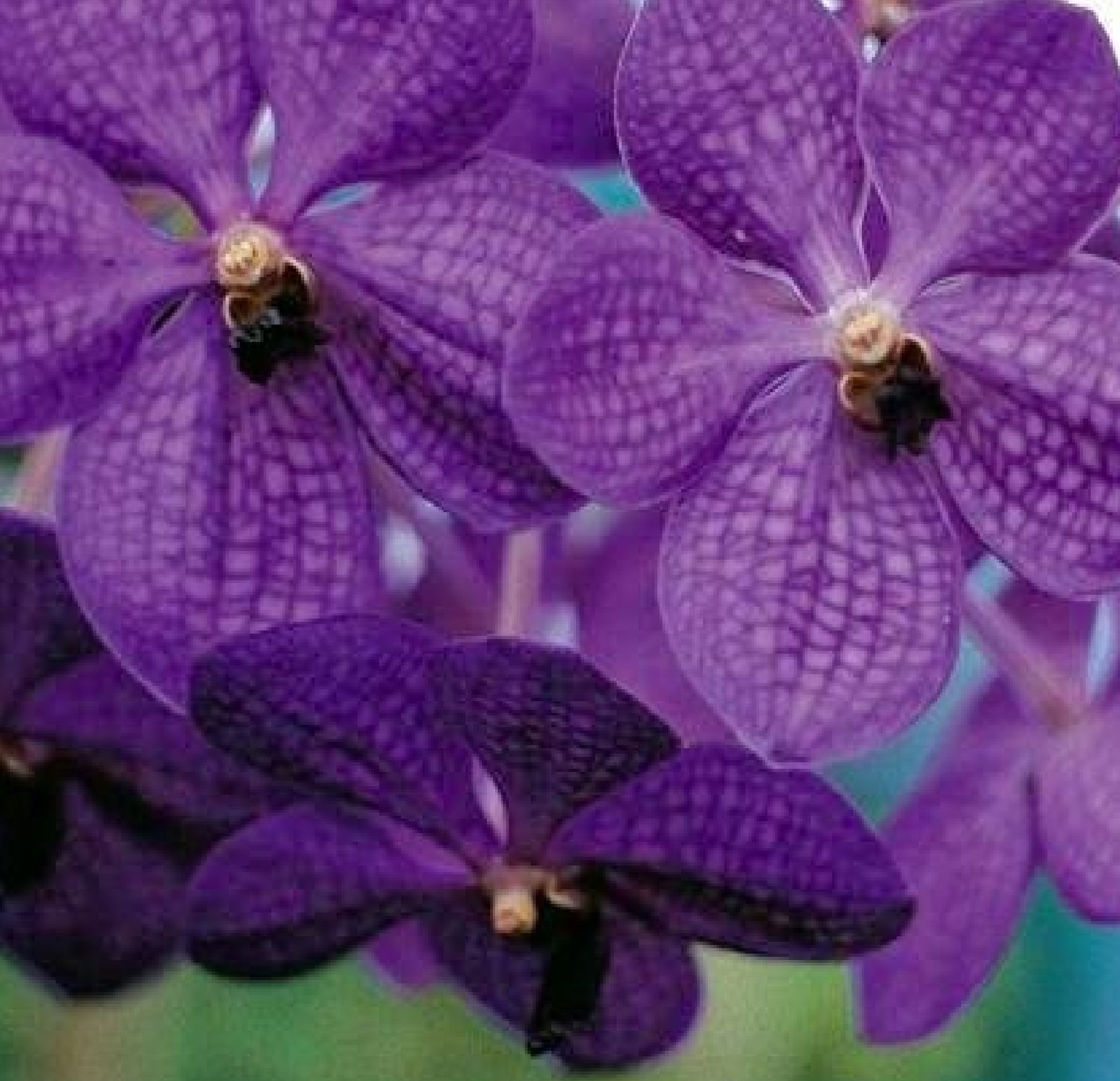 hawaiian Strap Leaf Orchid Plants