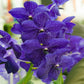 Strap Leaf Vanda Orchid Starter Plants