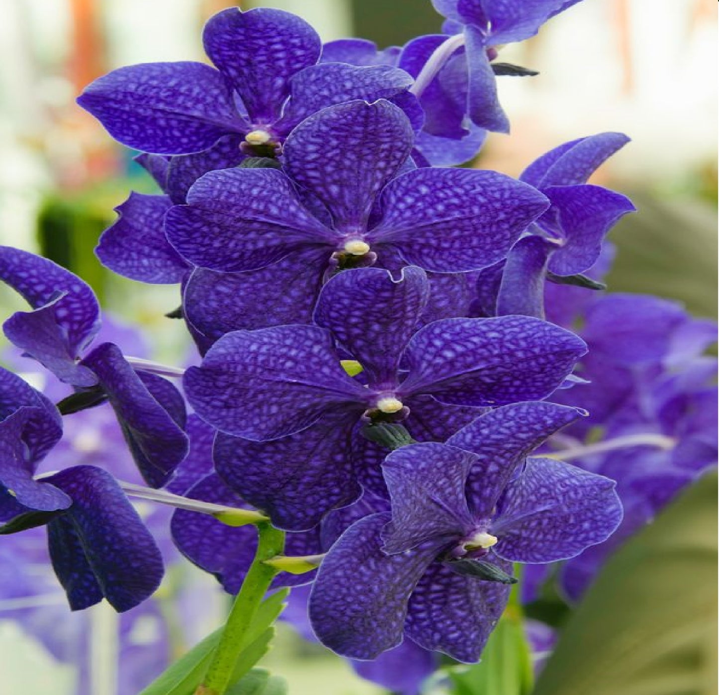 Strap Leaf Vanda Orchid Starter Plants