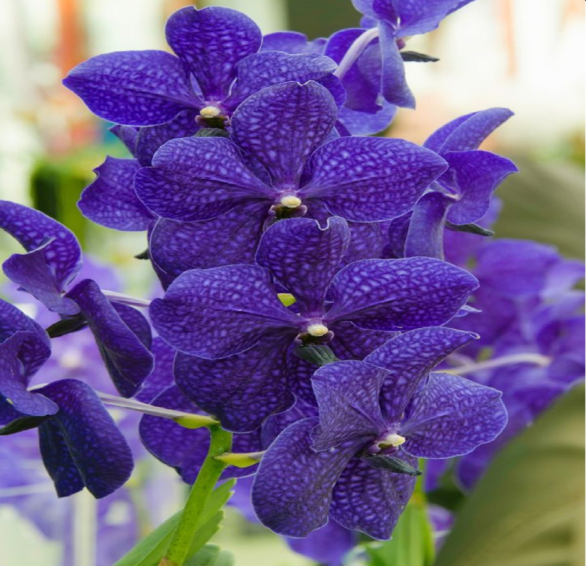 Strap Leaf Vanda Orchid Starter Plants