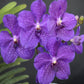 Strap Leaf Vanda Orchid Plants