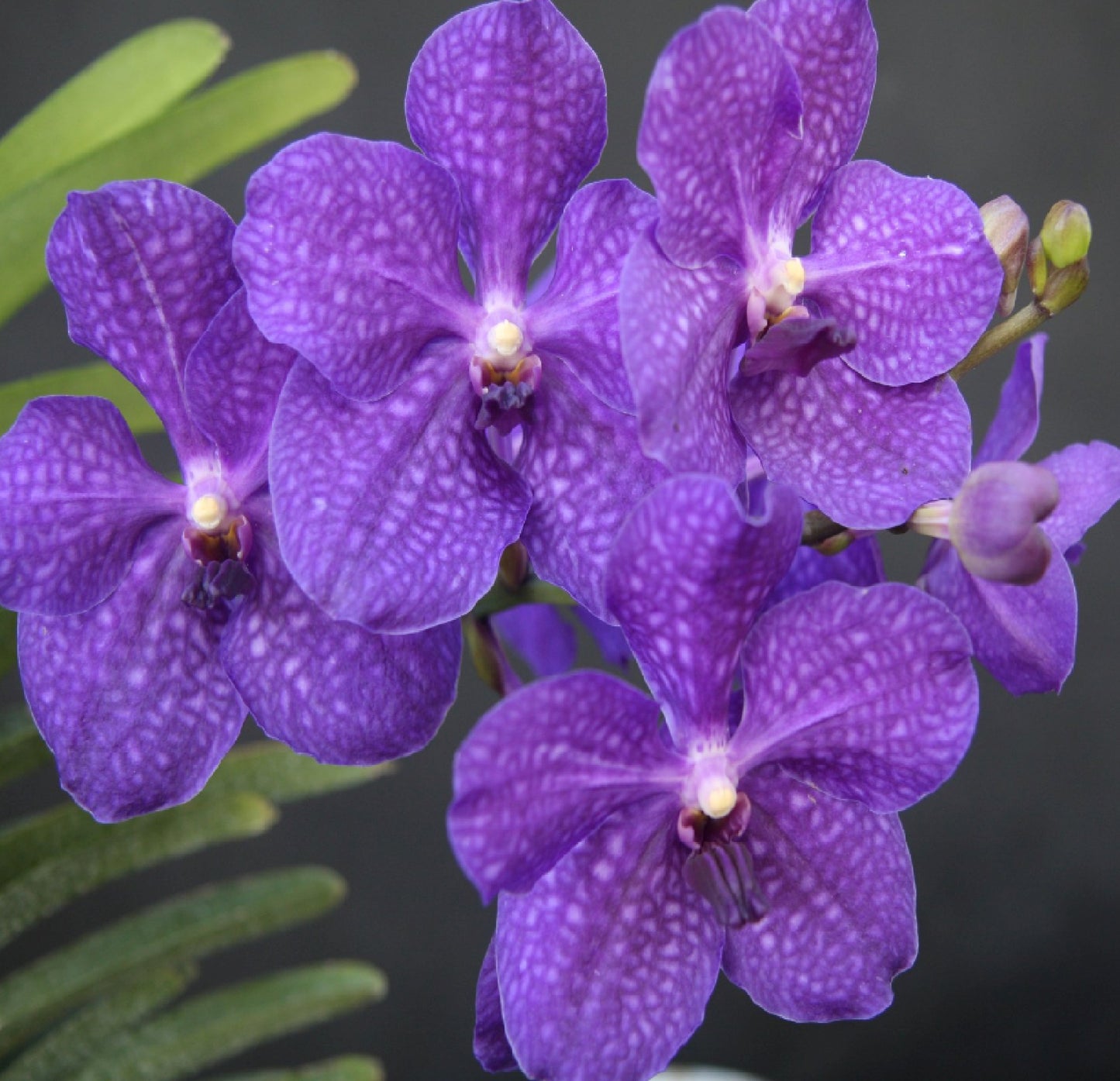 Strap Leaf Vanda Orchid Plants
