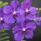 Vanda Orchid
