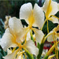 white ginger flower
