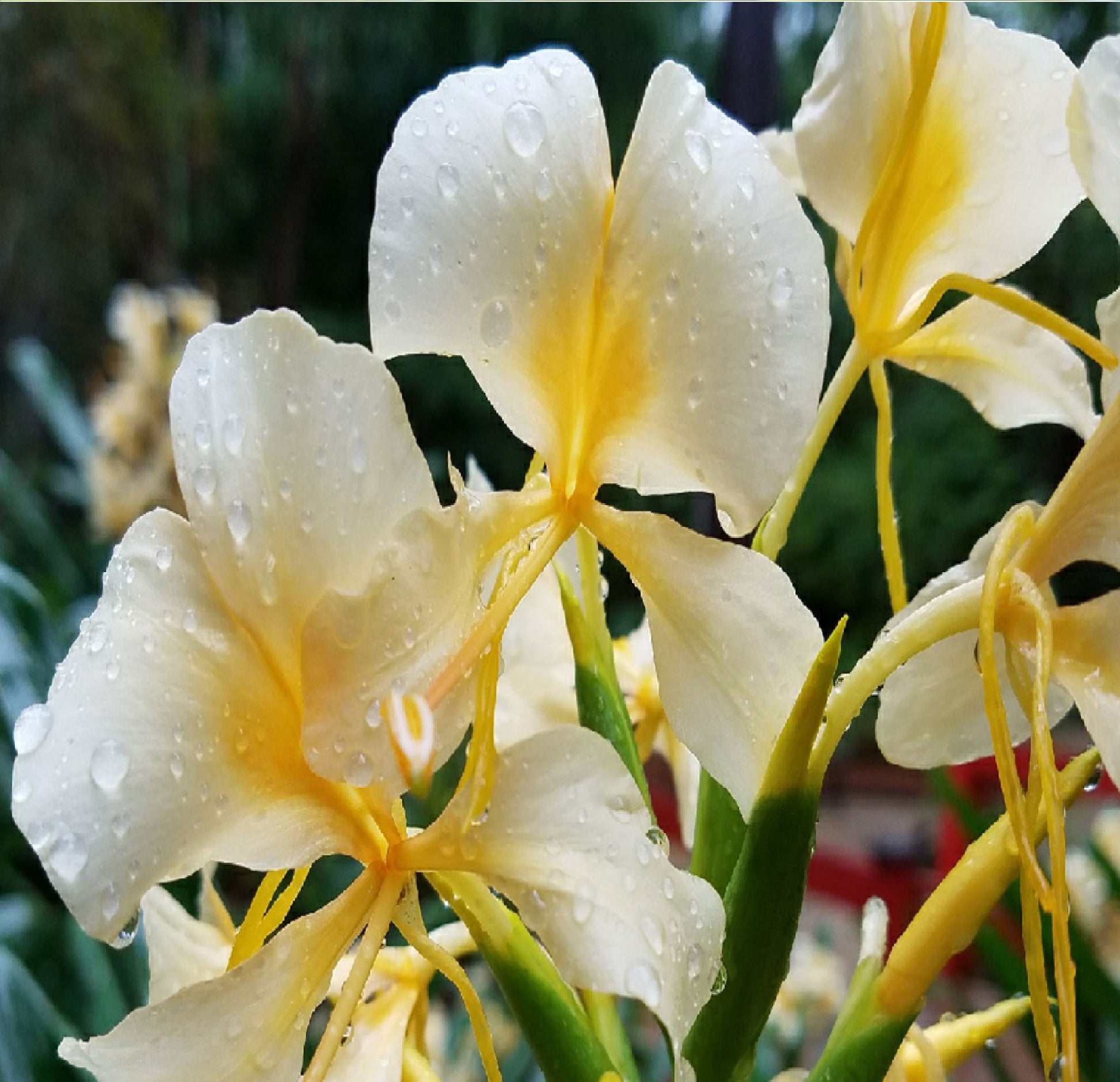 white ginger flower