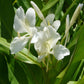 white ginger lily flower